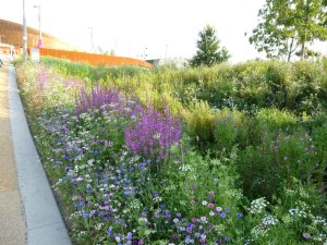 wildflower meadow olympic park photo two