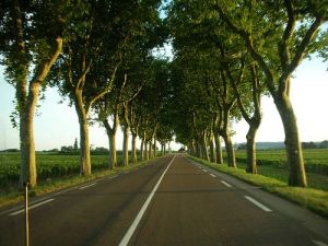 210409234752--Tree lined road