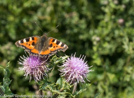 butterfly_1