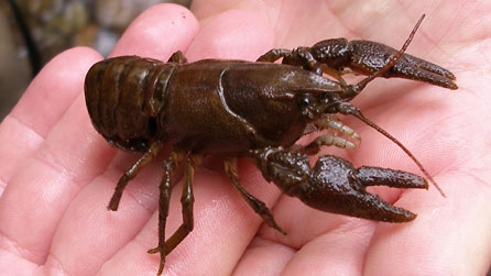white clawed crayfish