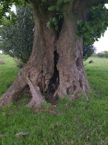 Old stubbed sycamore on Cow Wood Pasture.